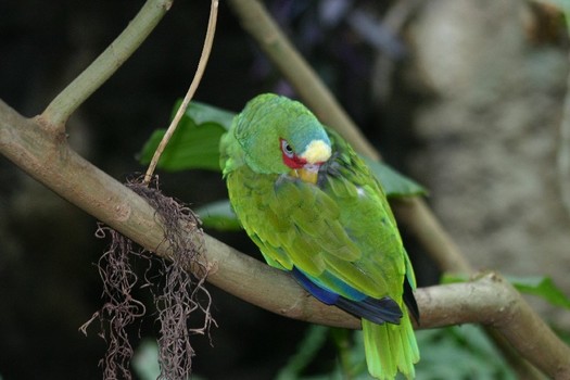 schauvogel