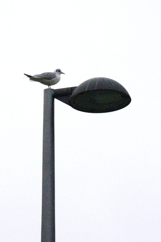 Möve