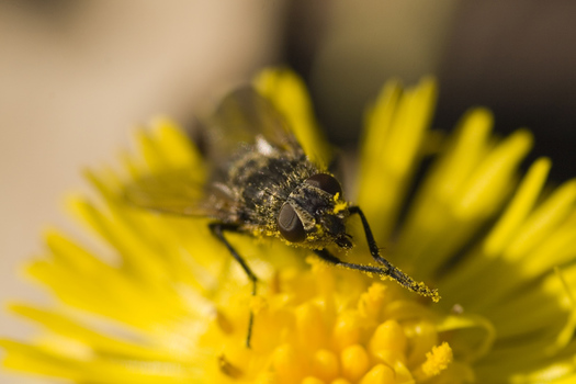 Fliege