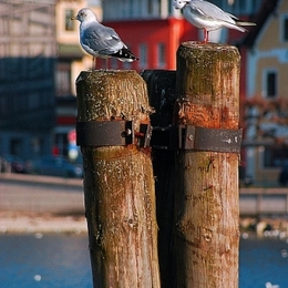 gmndn_bird