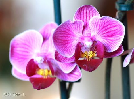 Orchide