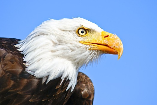 Adler