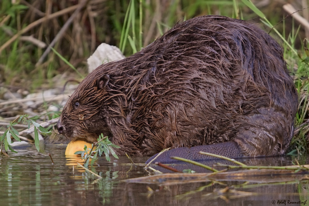 Biber (Castoridae)