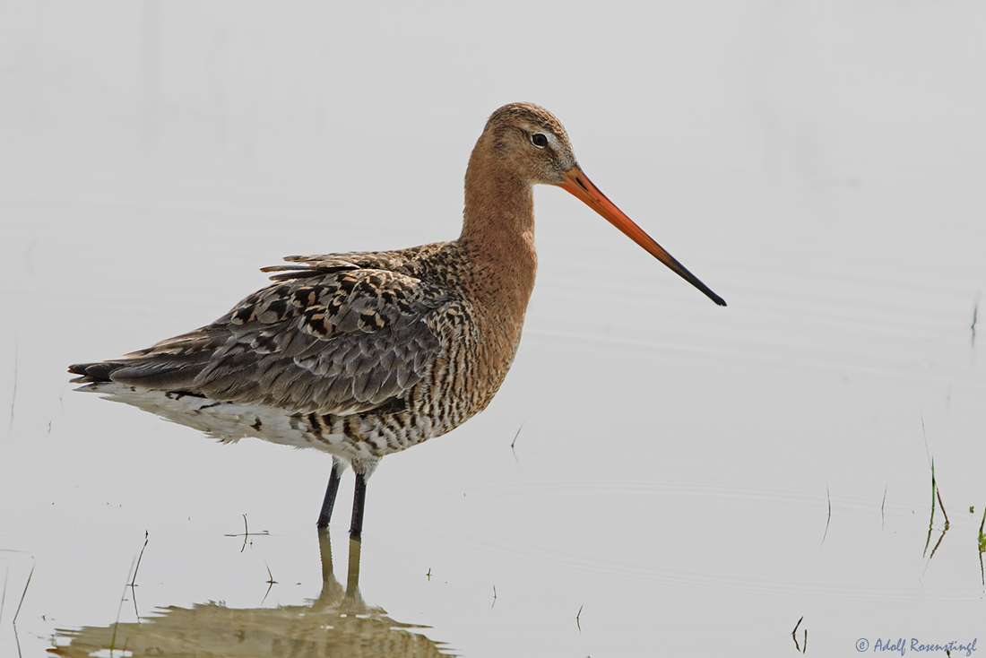 Uferschnepfe - Limosa limosa