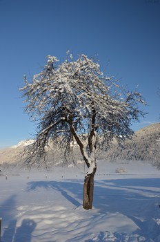 Ein Wintermorgen in Tröpolach
