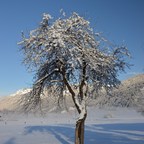 Ein Wintermorgen in Tröpolach