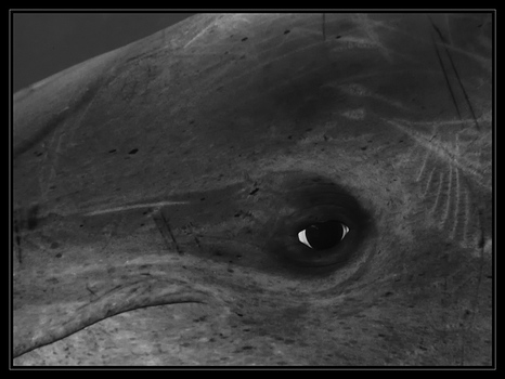Delphin