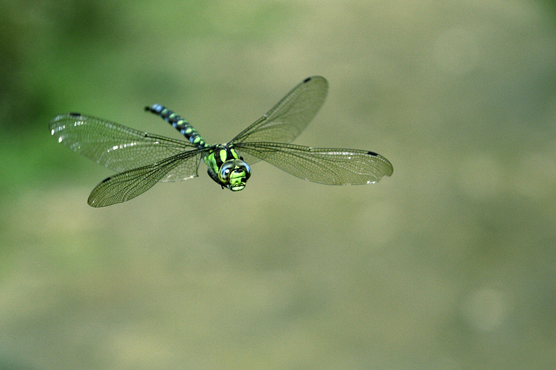 Libelle im Flug