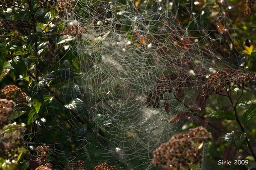 Welche Spinne kennt sich da noch aus???