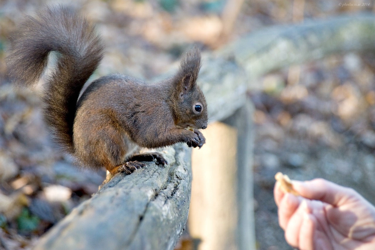 Eichhörnchen