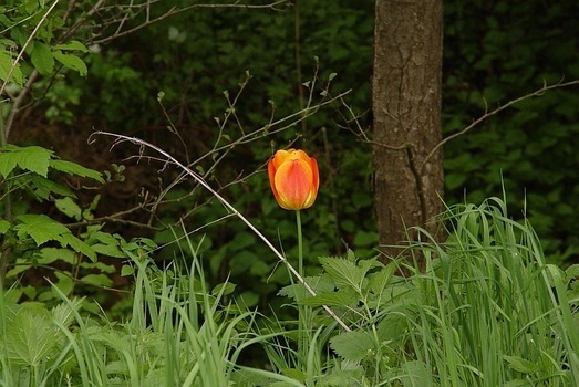 Tulpe