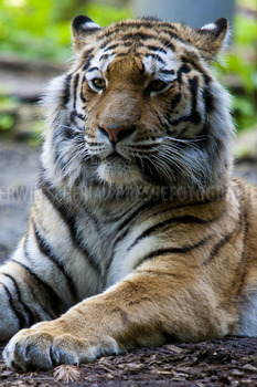 Tiger in the Woods