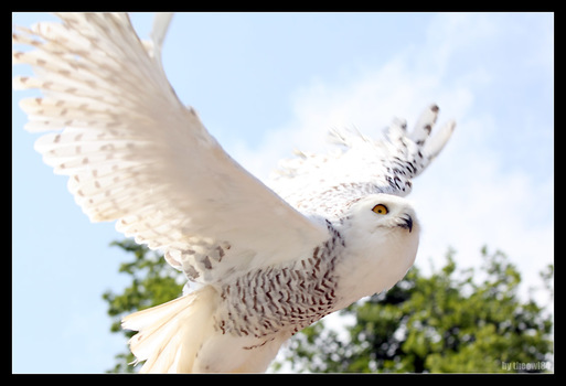 Flieg
