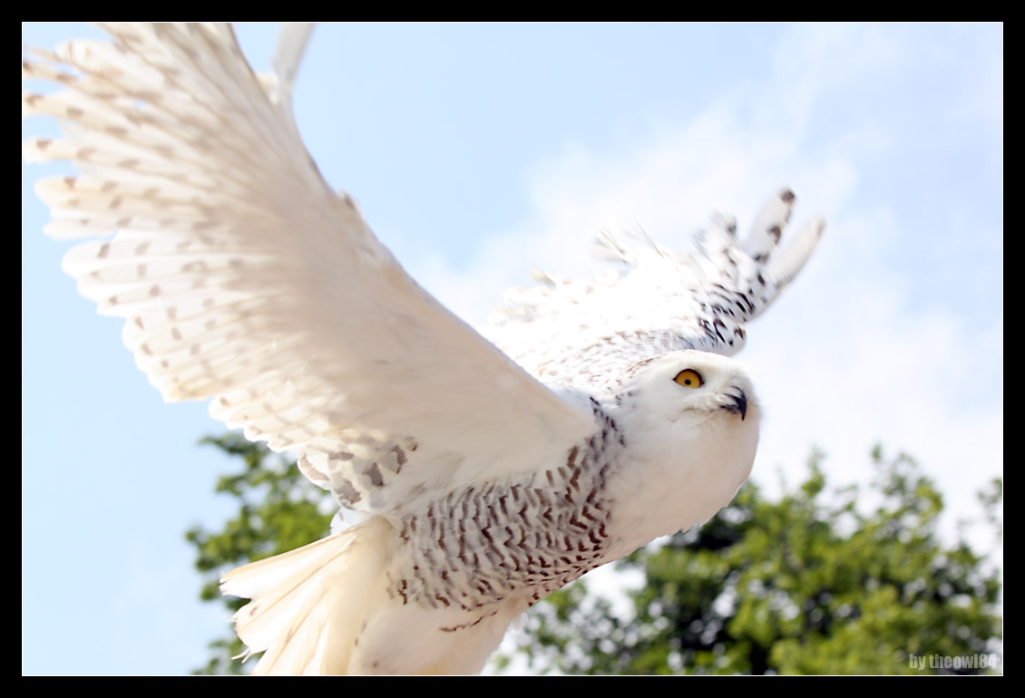Flieg