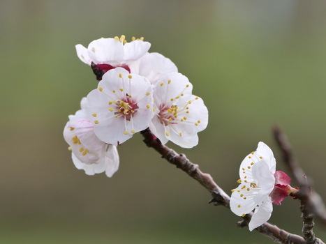 Marillenblüte