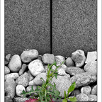 Urbane Vegetationen