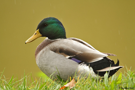 Stockente - Erpel