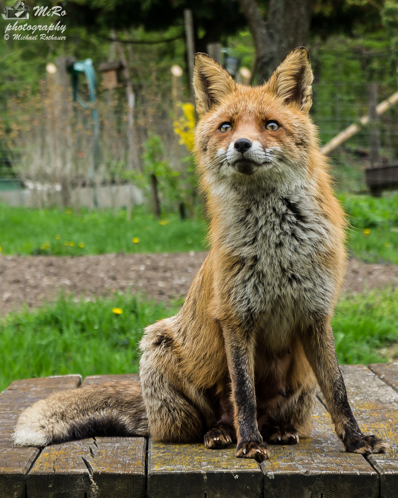 Foxy Lady III