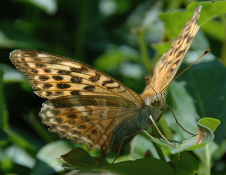 Schmetterling