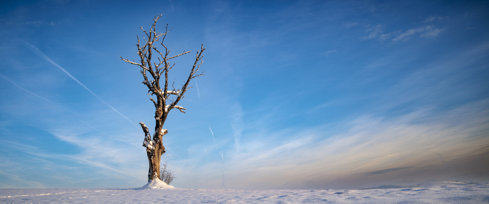 Toter Baum