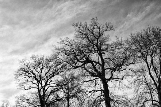 Bäume im Winter