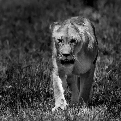 Afrika...
