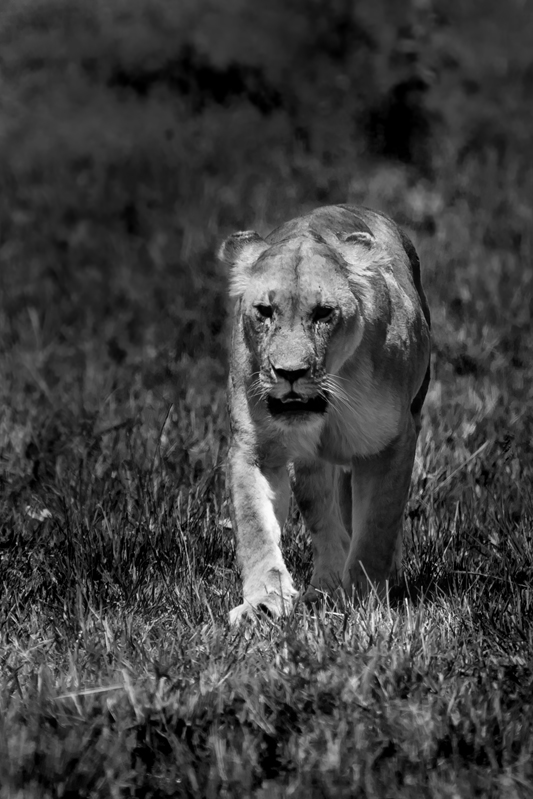 Afrika...