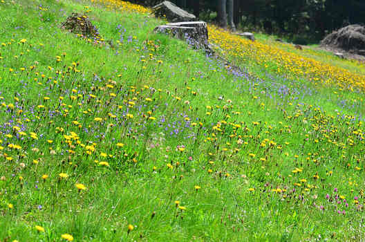 Bergwiese im Lungau