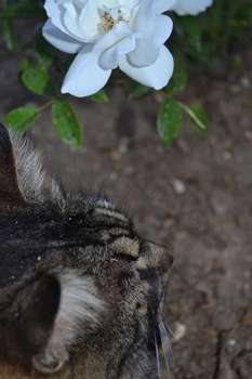 Katze