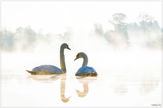 IM MORGENNEBEL