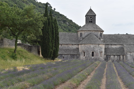 Provence Lavendelblüte