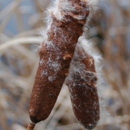 Schilf