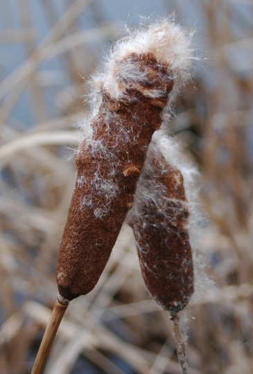 Schilf