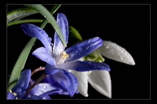 blüten im studio
