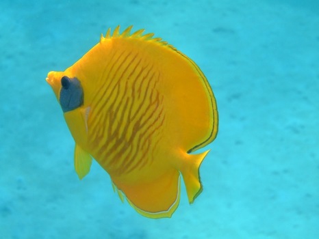 Maskenfalterfisch im Rotem Meer