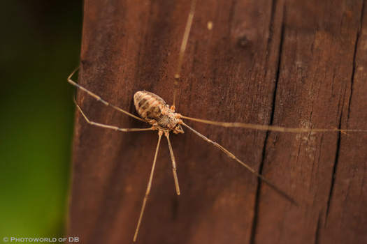 Spinne