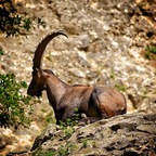 king of the rock