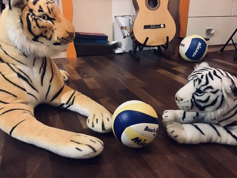 Hauskatzensport