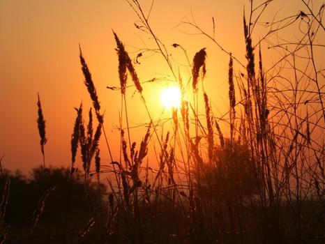 Sonnenaufgang im Bgld.