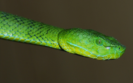 Popeia nebularis