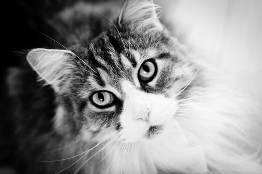 Katze-4
