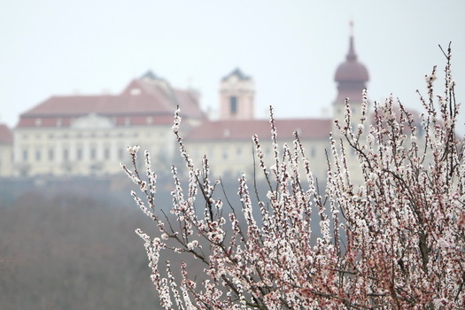 Marillenblüte bei Göttweig