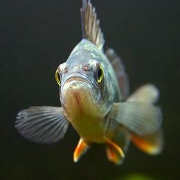 ... fischerl ...