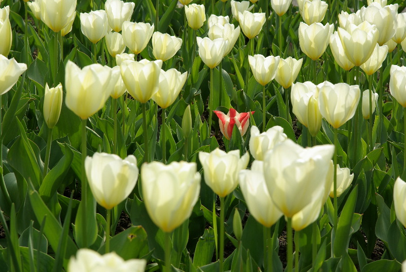 Tulpenmeer