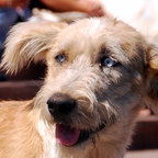 Straßenhund in Chile