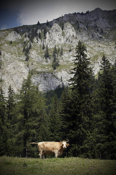 Auf der Alm...