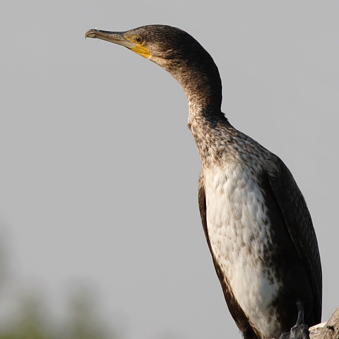 Kormoran...