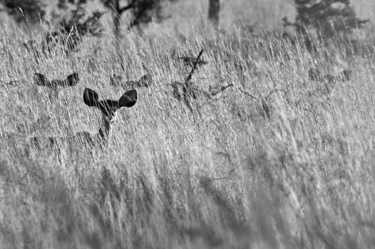 Suchbild: Kudus im Busch