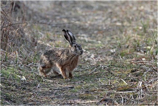 Osterhase