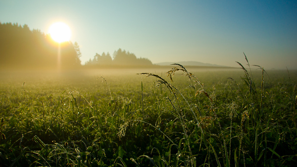 guten Morgen